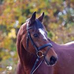 Domingo_Pferdesportstall Sigg AG Klein Oktober 2017