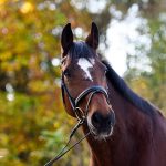 Domingo_Pferdesportstall Sigg AG Klein Oktober 2017_2